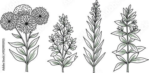 Illustration of assorted botanical plants displayed with varying foliage and floral details