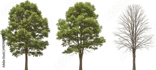 Three trees with varying foliage stand isolated against a neutral background from a frontal viewpoint