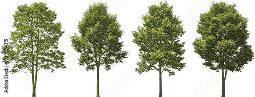 Four trees standing in a row, shot from the front, showcasing their leafy branches and trunks in a natural setting