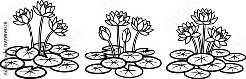 Three lotus flowers blooming on water lily pads in a serene pond viewed from above