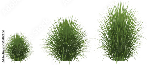 Three tufts of grass in varying sizes stand isolated against a plain background from a frontal viewpoint