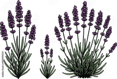 Lavender plants with purple flowers in various stages of growth illustrated from a front viewpoint