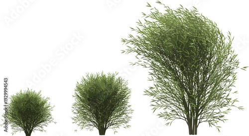 Three trees of varying sizes and foliage density stand isolated against a neutral background from a frontal viewpoint