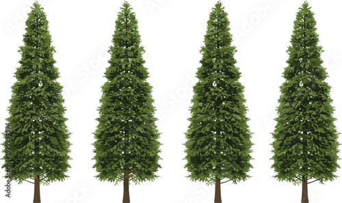 Four tall evergreen trees stand in a row, lush and vibrant, against a plain white background from a straight-on viewpoint