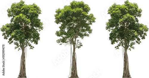 Three trees with lush green foliage standing side by side in a serene landscape viewed from the front