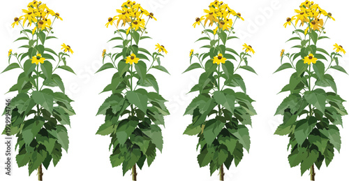 Four tall sunflowers with bright yellow flowers and green leaves standing upright viewed from the front in a row
