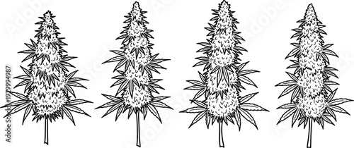 Illustrations of four cannabis plants with detailed leaves and buds from a front viewpoint
