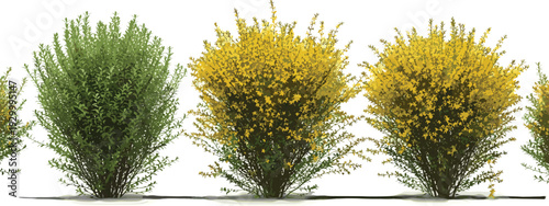 Three bushes with varying foliage and flowers are depicted in a row from a frontal viewpoint