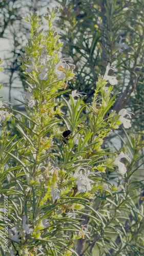 Abejorro buscando y polinizando