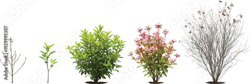 Various plants in different stages of growth and bloom displayed in black pots from a front view