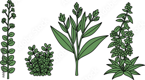 Illustration of various green plants with distinct leaves and flowers from different viewpoints