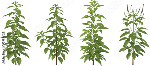 Collection of various green plants and flowering shrub illustrations from different viewpoints