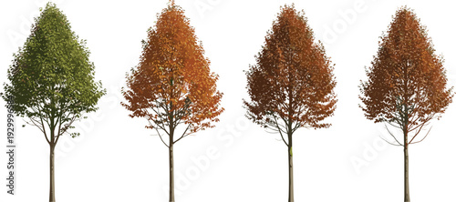 Four trees in different seasons standing in a row from green to autumn leaves