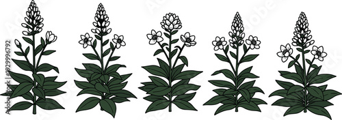 Illustration of five plants with varying stages of blooming flowers in a row