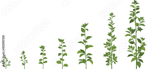 Illustration of plants growing in stages from small to tall in a sequence viewed from the side