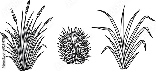 Illustration of various grass types and a spiky plant displayed together in a simple composition