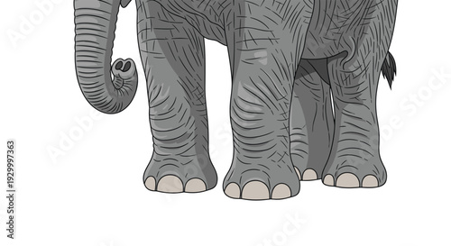 The front legs and curled trunk of an elephant with deeply wrinkled grey skin are depicted in a close-up view against white.