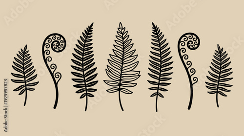 Collection of various fern illustrations