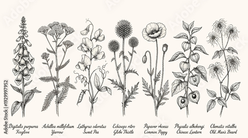 Botanical illustration of various wildflowers and plants