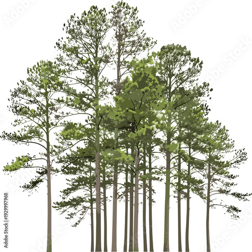 Tall trees with lush green foliage stand together in a forest landscape viewed from a slight angle