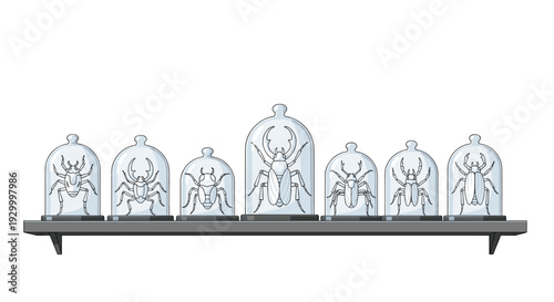 Seven glass bell jars containing beetle specimens are displayed in a row on a grey shelf against a white background.