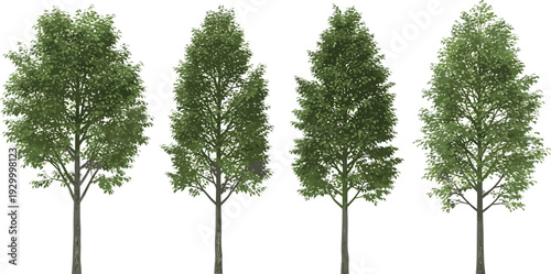 Four different trees standing in a row from various viewpoints and environments