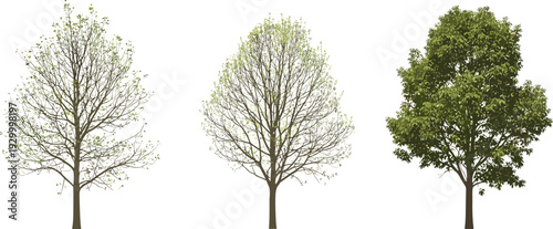 Three trees with varying foliage stages, from sparse to lush, standing side by side in a row