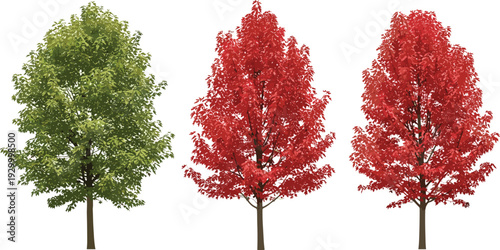 Three trees with changing foliage displayed side by side showcasing seasonal variations in a digital illustration