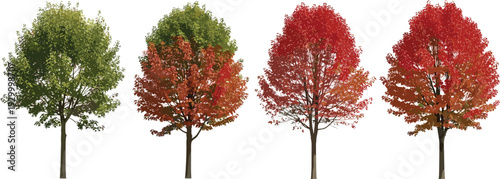 Four trees in different stages of autumn foliage standing in a row