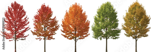 Row of trees with changing foliage colors against a clear backdrop viewed from the side