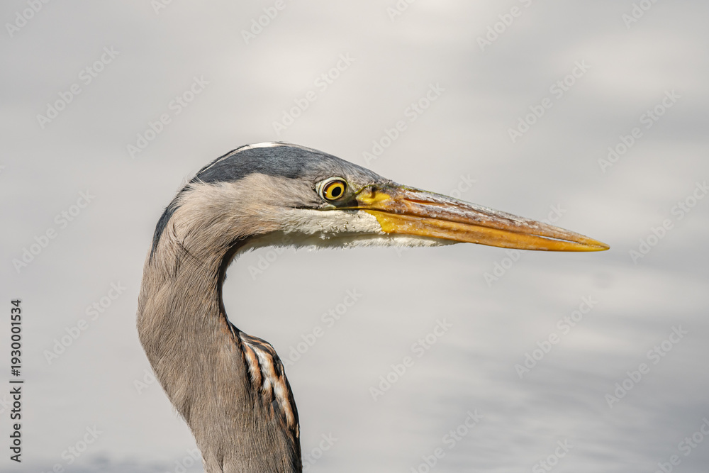 Fototapeta premium great blue heron