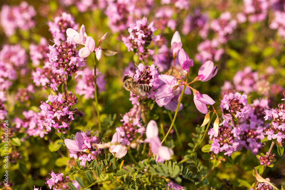Fototapeta premium macierzanka piaskowa, Thymus serpyllum, kwiaty i pszczoła