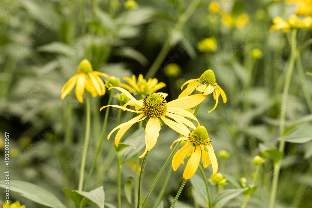 Obraz premium rudbekia naga, Rudbeckia laciniata, piękna jeżówka żółta