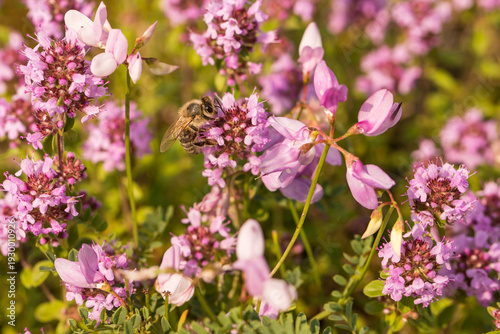 Wallpaper Mural macierzanka piaskowa, Thymus serpyllum, kwiaty i pszczoła Torontodigital.ca