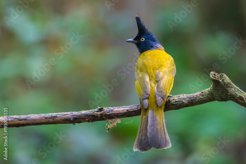 Black-crested Bulbul perched on branch