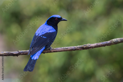 Asian Fairy-bluebird on a branch