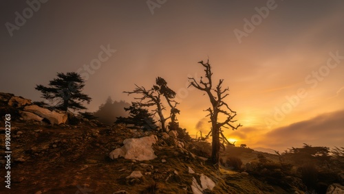 A iconic Loricate Pines (Pini Loricati) at sunrise from Pollino National Park in southern Italy