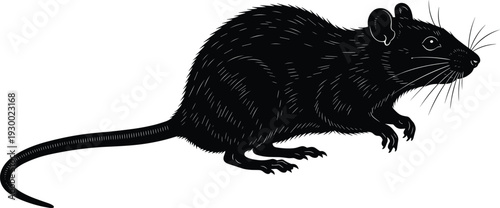 Black silhouette illustration of a rat side profile, long tail, whiskers, claws, rounded ears, rodent anatomy, pest control concept