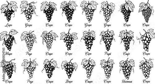 Hand-Drawn Grape Bunches Vector Illustration Set with Leaves and Vine, Vintage Engraved Style for Food and Wine Design Elements Collection