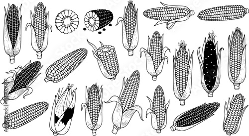 Hand-drawn sketch set of various corn on the cob illustrations. Detailed black and white line art collection of maize, whole, peeled, and cut, perfect for harvest and food themes.
