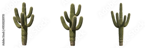 Photos Set of isolated Saguaro cactus plants on white background