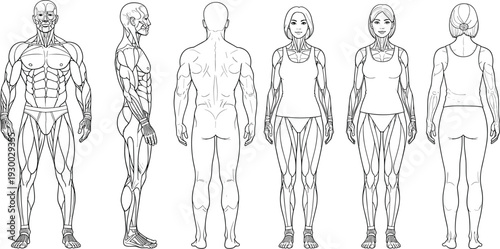 Detailed front side and back anatomical illustration of male and female human body showing muscle structure in medical line art style