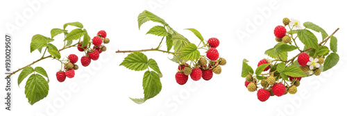 Obraz na plátně Isolated fresh raspberry branches with ripe red berries and green leaves on whit