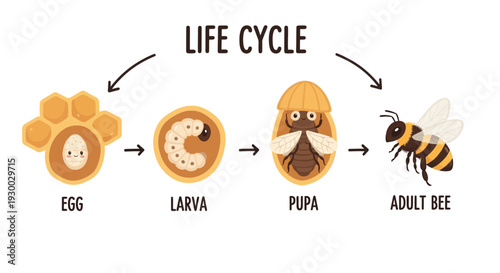 Detailed illustration of the life cycle of a bee from egg to adult bee, showcasing developmental stages in a clear diagrammatic representation