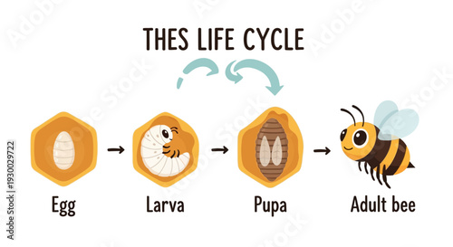 The Life Cycle of a Bee Illustrated in Four Stages from Egg to Adult
