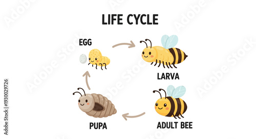 Illustration of the life cycle stages of a bee from egg to adult