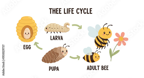 Illustration of the life cycle of a bee from egg to adult stages with distinct phases