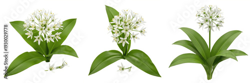 Canvastavla Title: Isolated wild garlic flowers with green leaves on white background