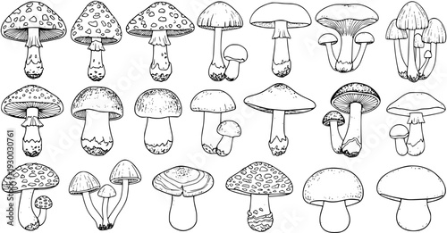 Detailed black and white hand-drawn collection of various mushrooms and fungi illustrations. Set of diverse types of wild forest mushrooms, perfect for natural and botanical designs.