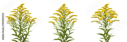 Canvas-taulu Goldenrod Wildflower Plumes - Vibrant Yellow Solidago Flower Stems Botanical Col